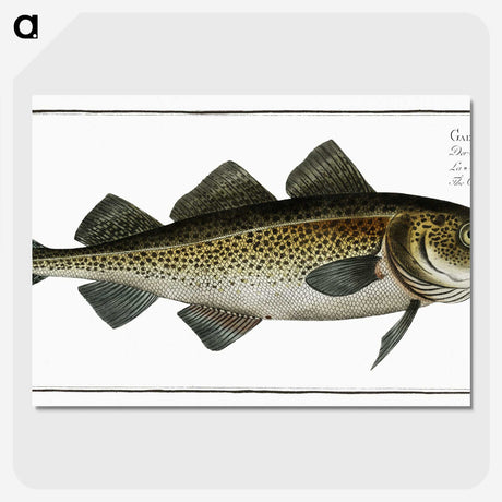 1-80_Ichtyologie-ou-Histoire-naturelle_picture-crop