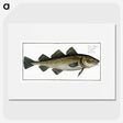 1-80_Ichtyologie-ou-Histoire-naturelle_picture