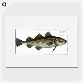 1-80_Ichtyologie-ou-Histoire-naturelle_picture