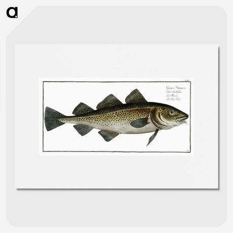 1-80_Ichtyologie-ou-Histoire-naturelle_picture