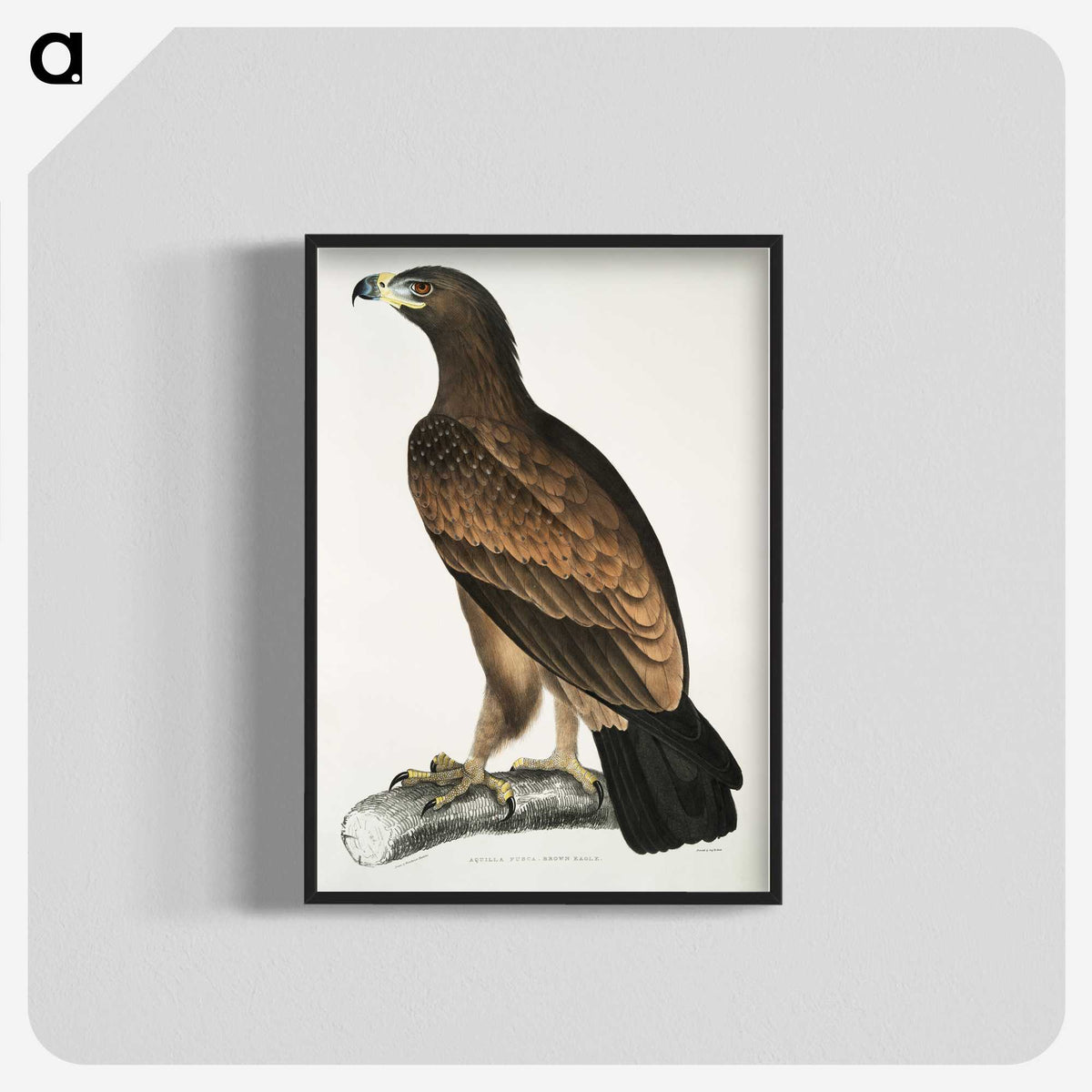 1-80_Indian-Zoology_blk-crop