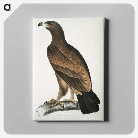 1-80_Indian-Zoology_canvas