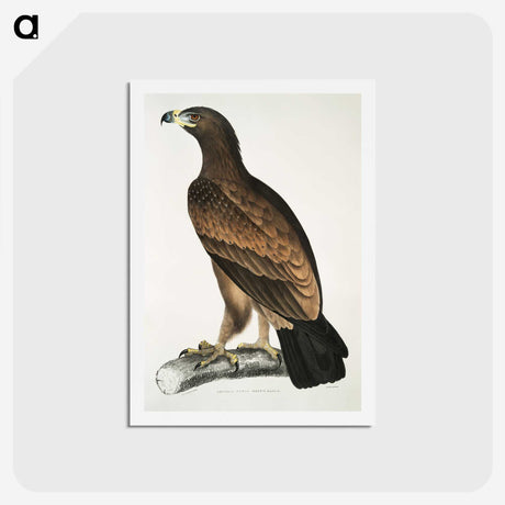 1-80_Indian-Zoology_hagaki