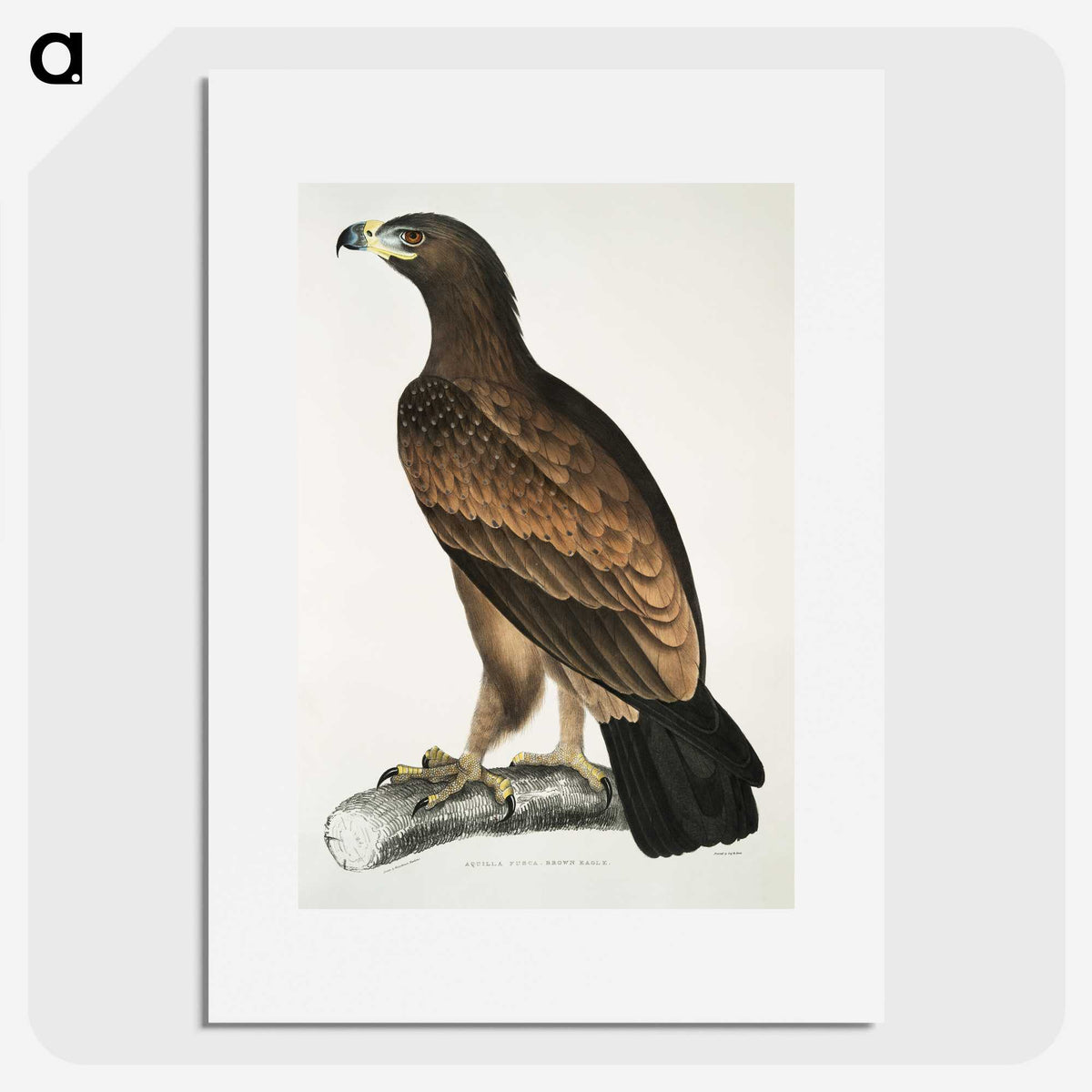 1-80_Indian-Zoology_picture