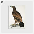 1-80_Indian-Zoology_postcard