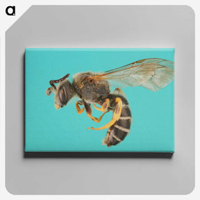 1-80_Insects-Unlocked-Project_canvas