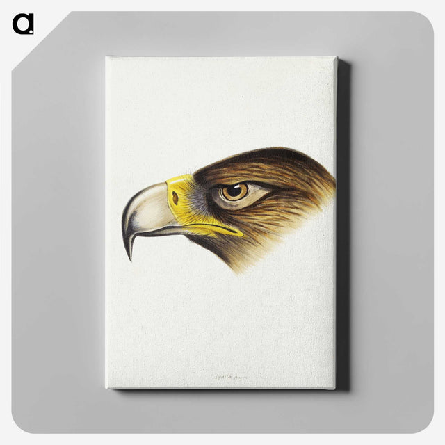 1-80_John-Gould_canvas
