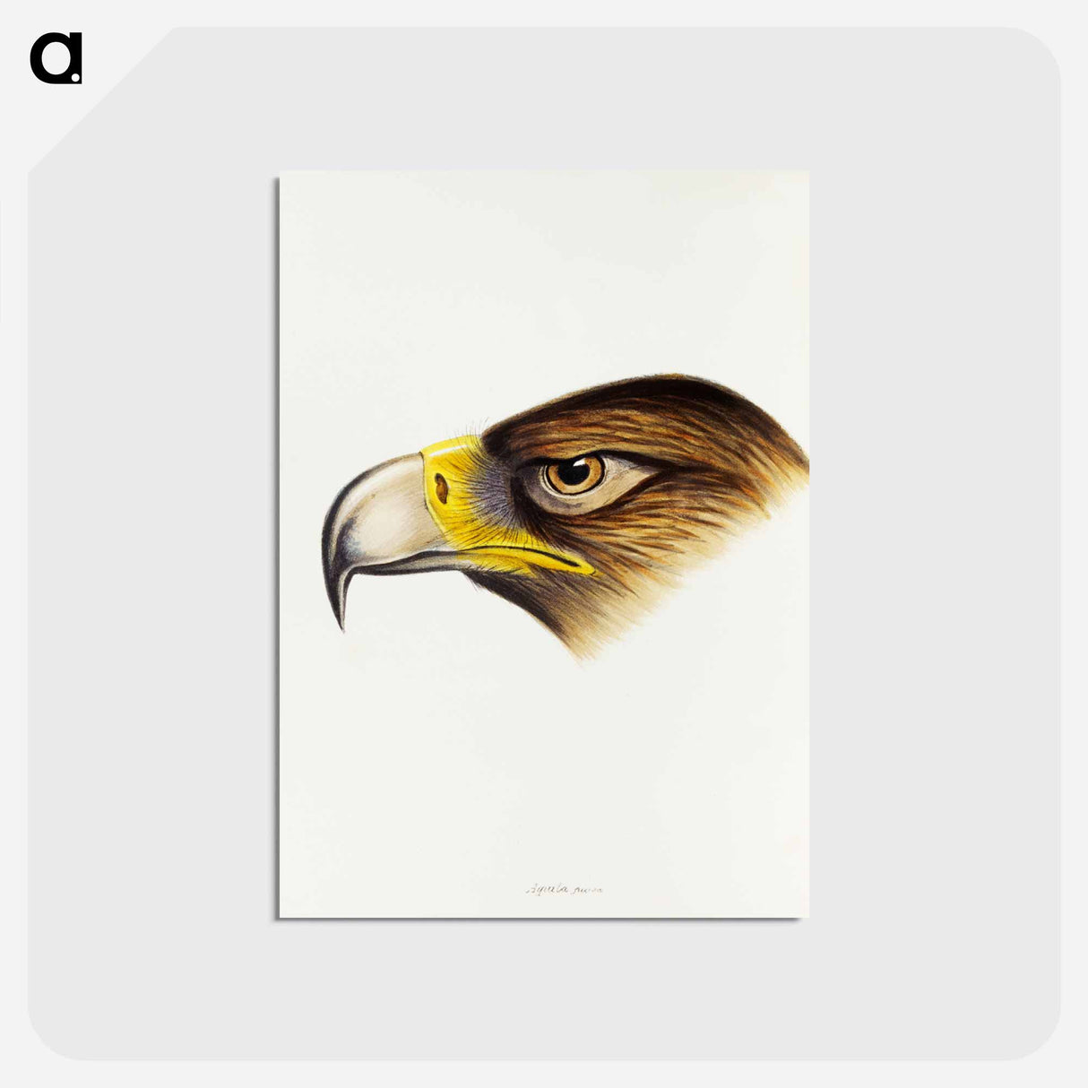 アートポストカード-Wedge-tailed Eagle
 - ジョン グールド Postcard.