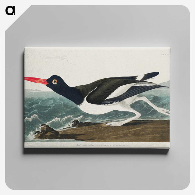 1-80_John-James-Audubon_canvas