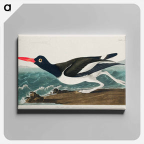 アートパネル-Pied Oyster-Catcher
 - ジョン ジェームス オーデュボン Canvas.