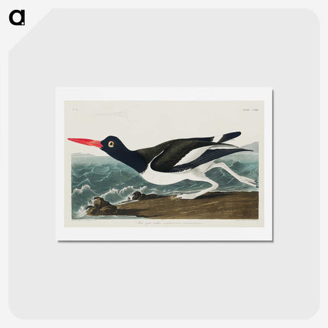 1-80_John-James-Audubon_hagaki
