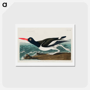 アートポストカード-Pied Oyster-Catcher
 - ジョン ジェームス オーデュボン Postcard.
