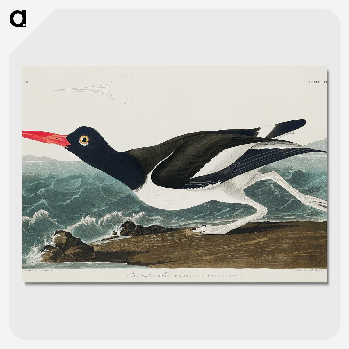 1-80_John-James-Audubon_picture-crop
