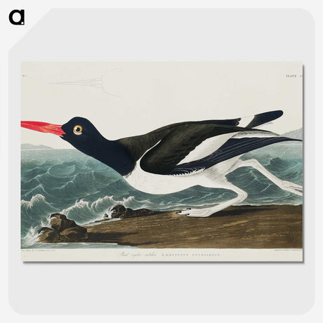 1-80_John-James-Audubon_picture-crop