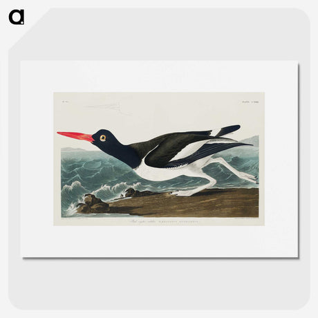 1-80_John-James-Audubon_picture