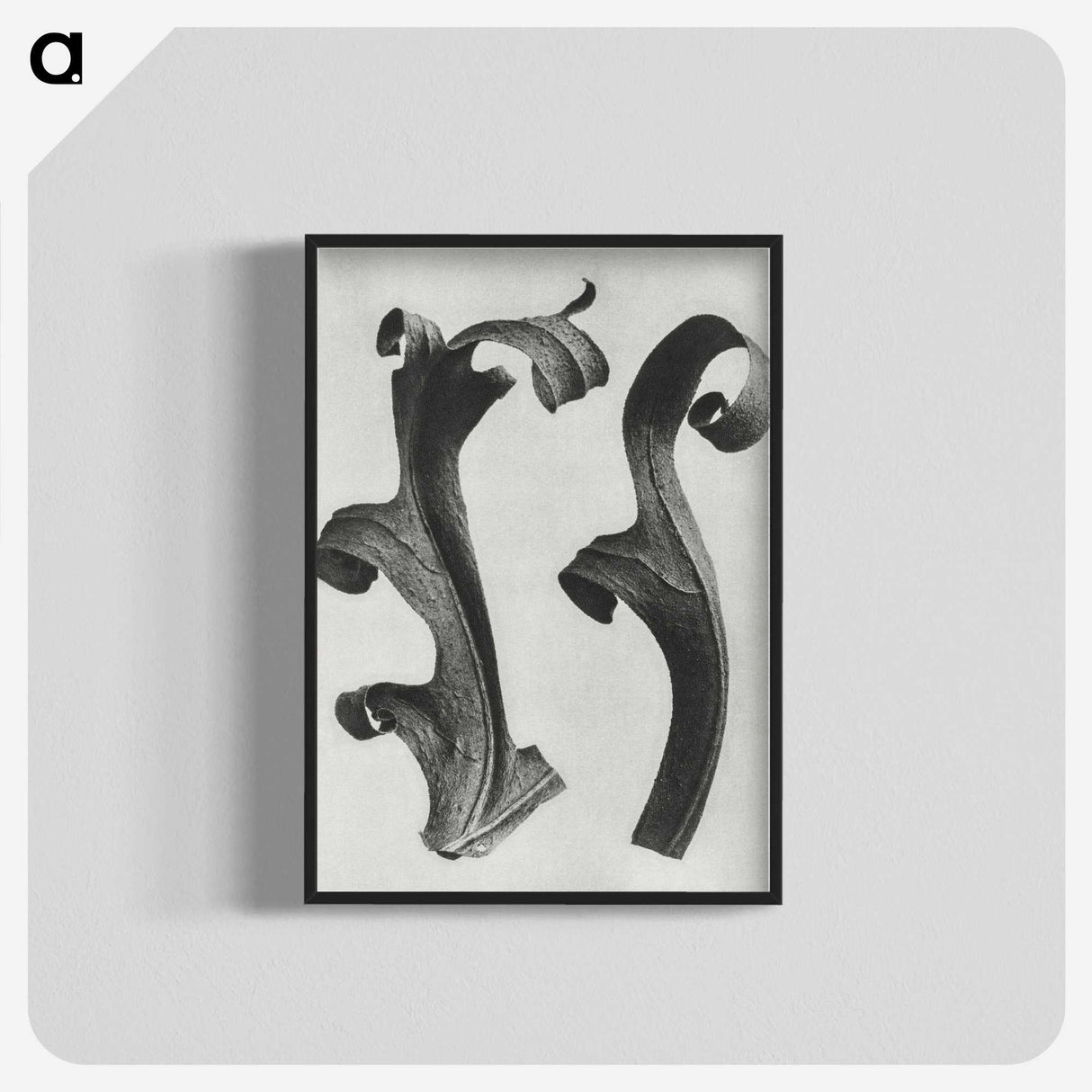 1-80_Karl-Blossfeldt_blk-crop