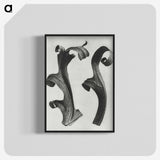 1-80_Karl-Blossfeldt_blk-crop