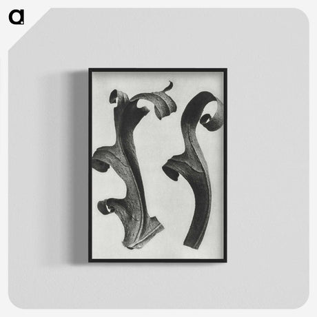 1-80_Karl-Blossfeldt_blk-crop