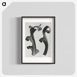 1-80_Karl-Blossfeldt_blk