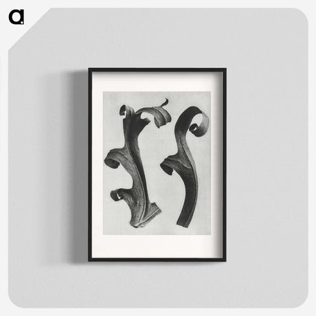1-80_Karl-Blossfeldt_blk