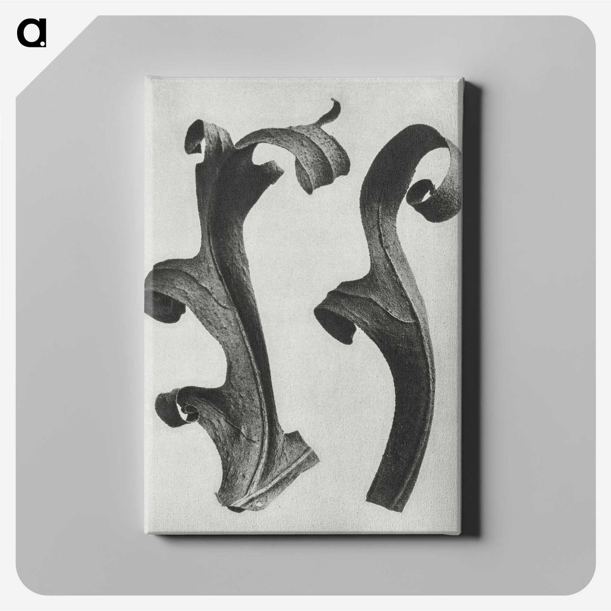1-80_Karl-Blossfeldt_canvas