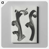 1-80_Karl-Blossfeldt_canvas