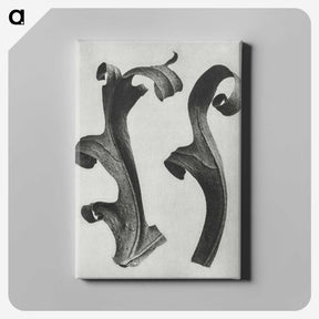 1-80_Karl-Blossfeldt_canvas