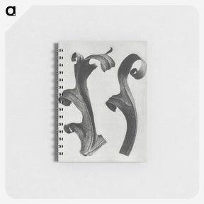 1-80_Karl-Blossfeldt_memo
