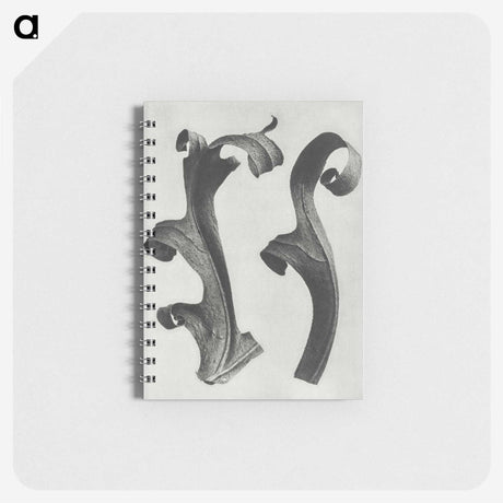 1-80_Karl-Blossfeldt_memo