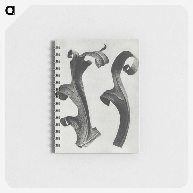 1-80_Karl-Blossfeldt_memo