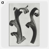 1-80_Karl-Blossfeldt_picture-crop