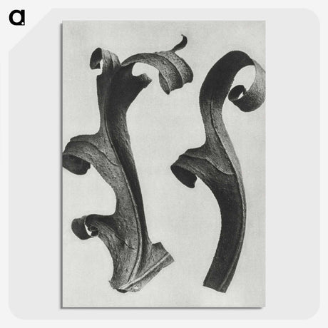 1-80_Karl-Blossfeldt_picture-crop