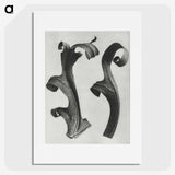 1-80_Karl-Blossfeldt_picture