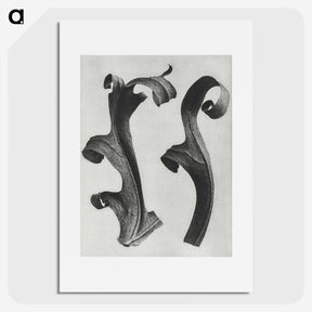 1-80_Karl-Blossfeldt_picture