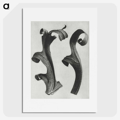 1-80_Karl-Blossfeldt_picture