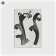 1-80_Karl-Blossfeldt_postcard