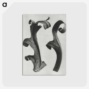 1-80_Karl-Blossfeldt_postcard