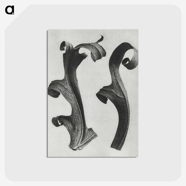 1-80_Karl-Blossfeldt_postcard