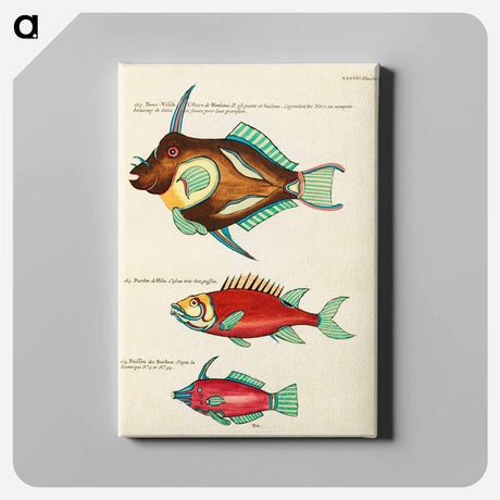アートパネル-Moluccan Fishes
 - ルイ ルナール Canvas.