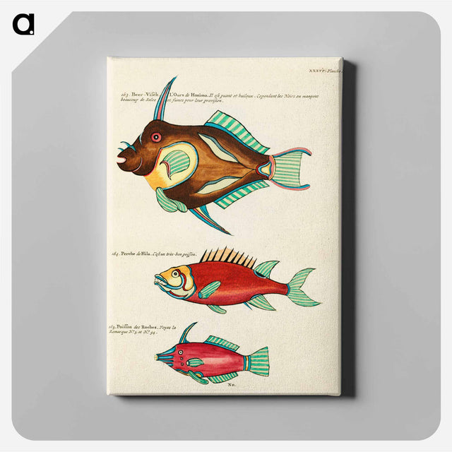 アートパネル-Moluccan Fishes
 - ルイ ルナール Canvas.