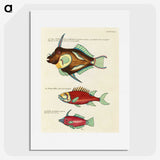 1-80_Louis-Renard_picture