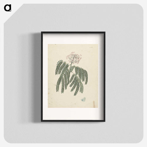 Gummy Albizia Tree
 - ルイージ バルガーニ Poster.