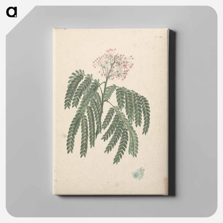 アートパネル-Gummy Albizia Tree
 - ルイージ バルガーニ Canvas.