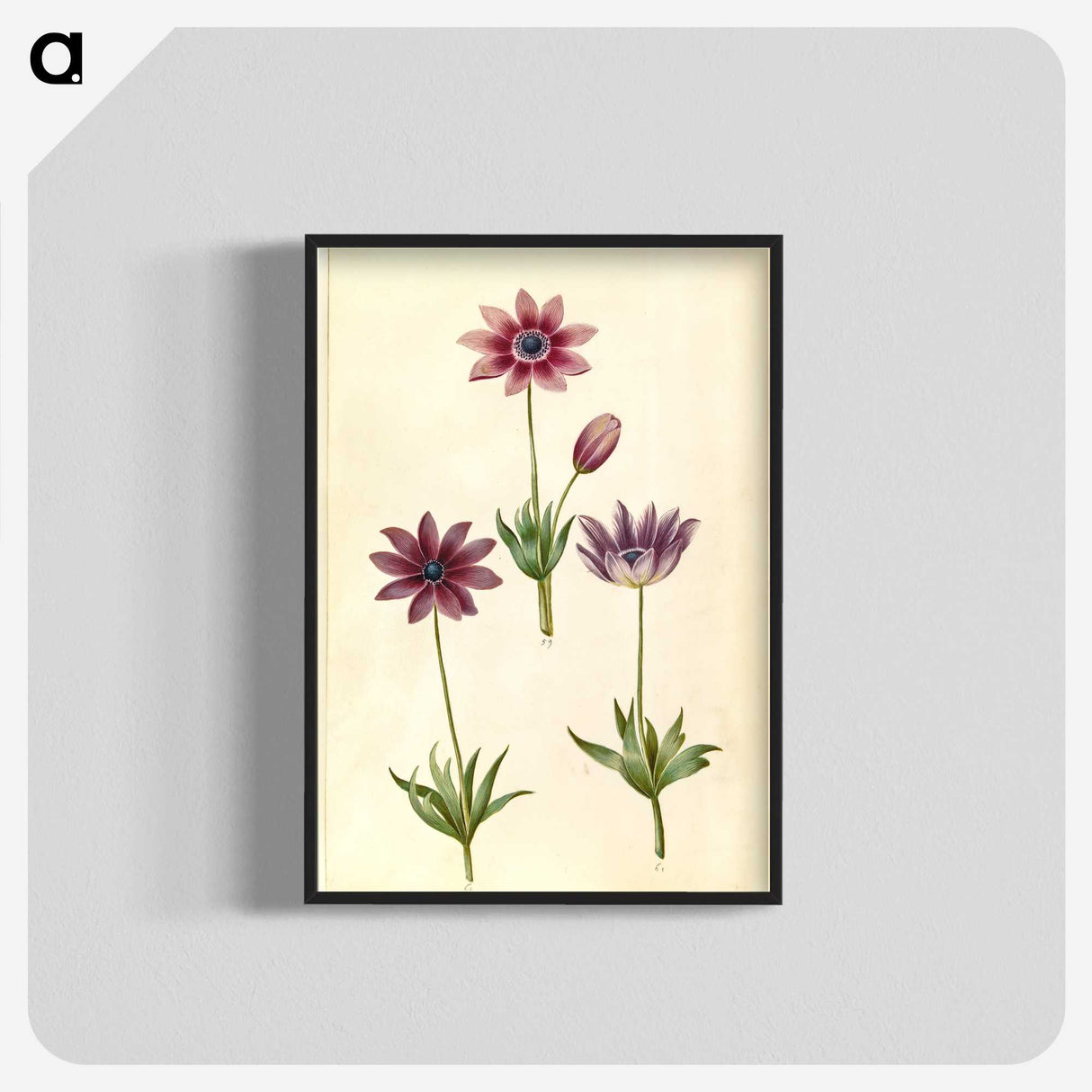 1-80_Maria-Sibylla-Merian_blk-crop