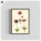1-80_Maria-Sibylla-Merian_blk-crop