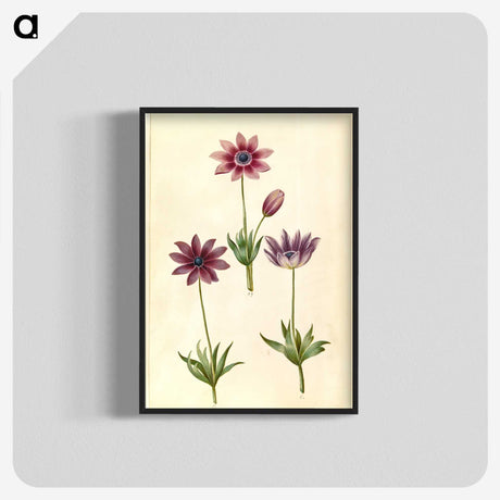 1-80_Maria-Sibylla-Merian_blk-crop