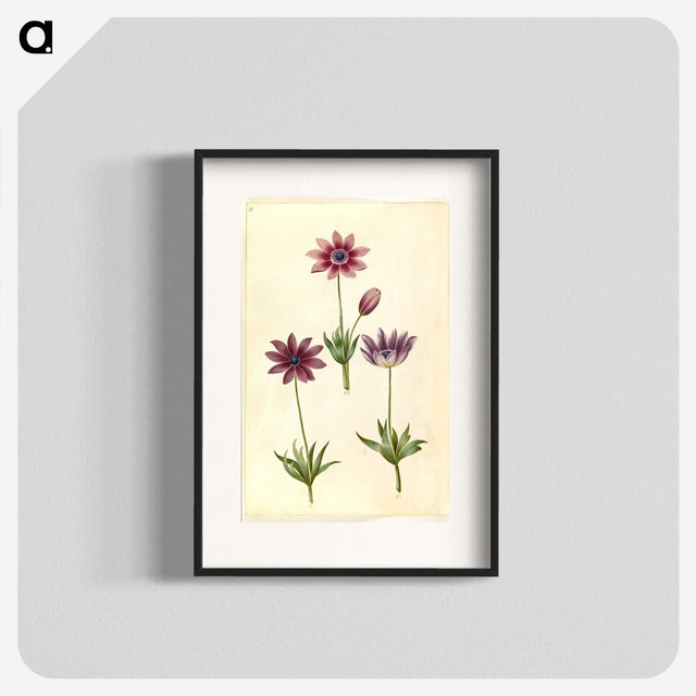 1-80_Maria-Sibylla-Merian_blk