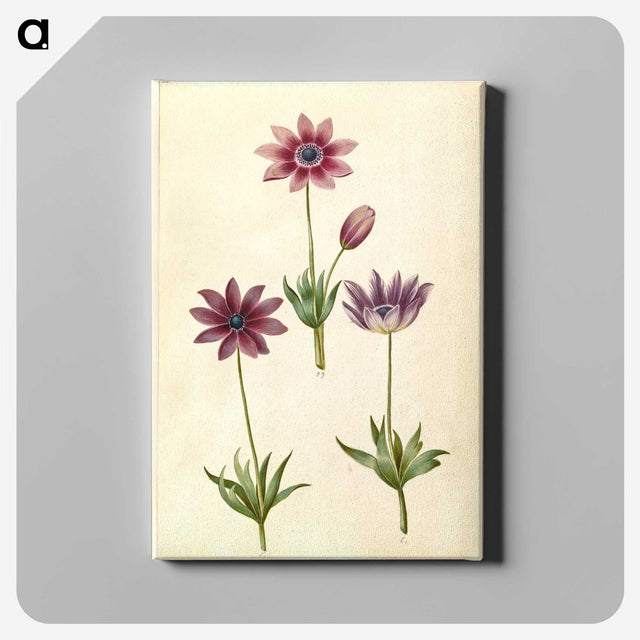 1-80_Maria-Sibylla-Merian_canvas
