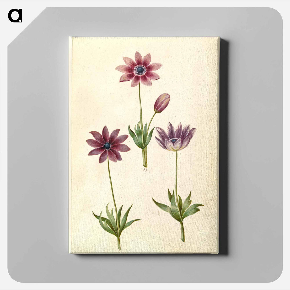 アートパネル-Anemone Pavonina
 - マリア ジビーラ メーリアン Canvas.