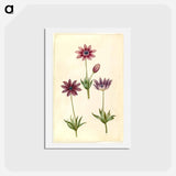アートポストカード-Anemone Pavonina
 - マリア ジビーラ メーリアン Postcard.